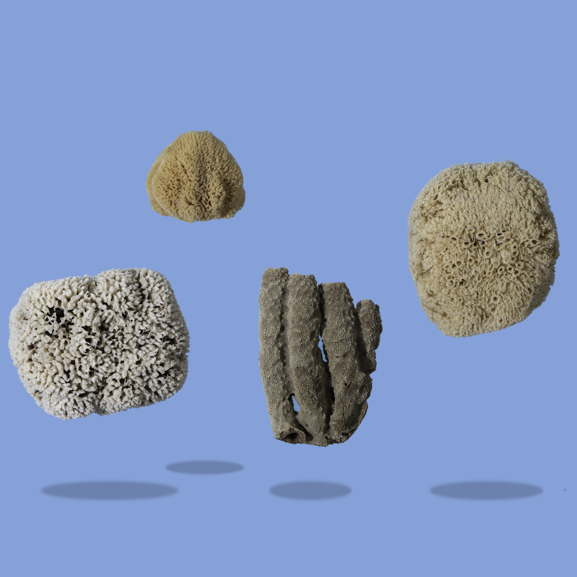 Seep the benefits of Sea Sponges