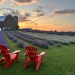 Brand Profile: Apple Hill Lavender